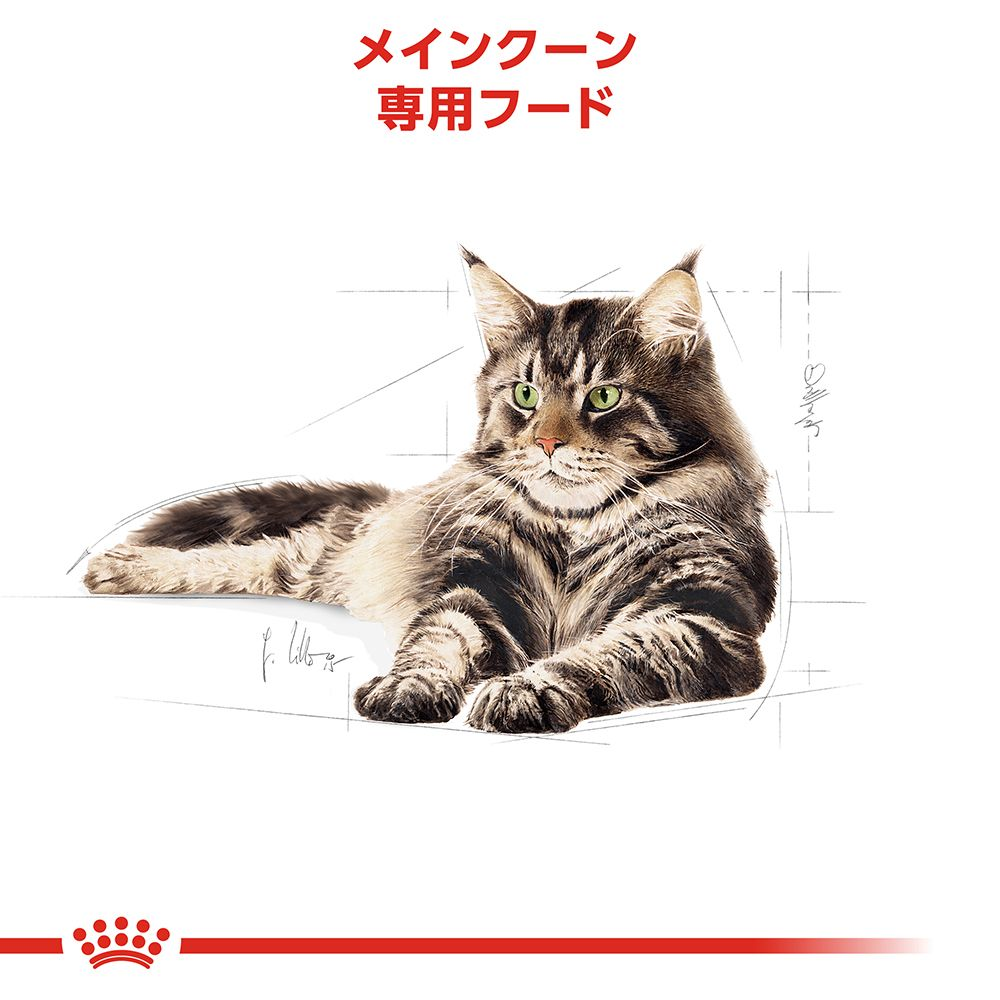 メインクーン 成猫用