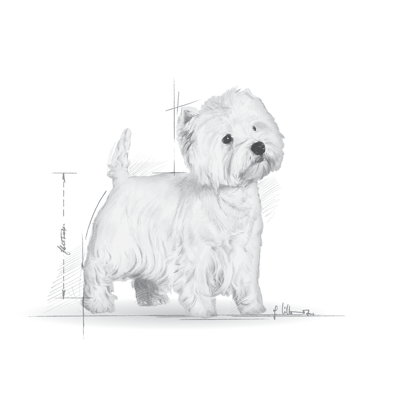 West Highland White Terrier Adult