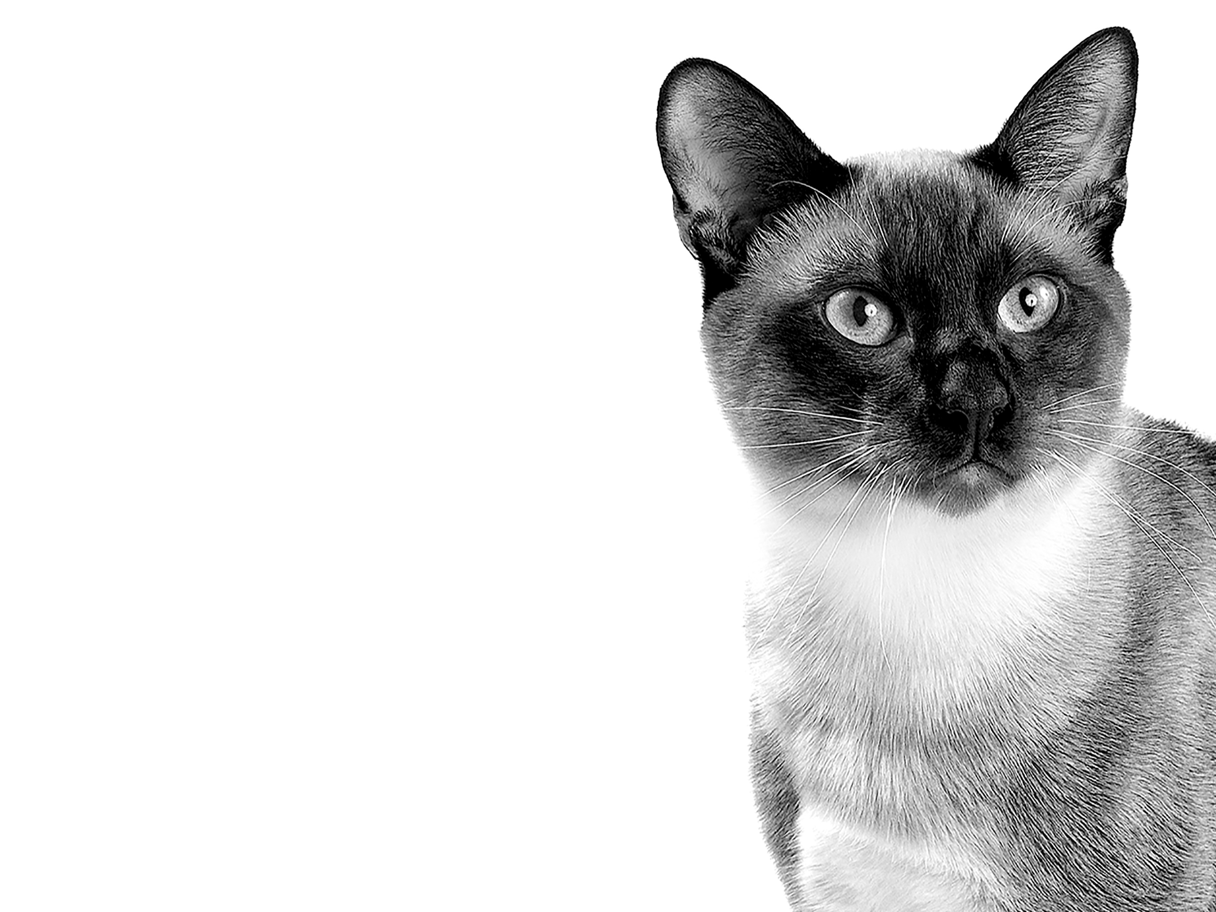 Взрослая тайская кошка, черно-белое изображение