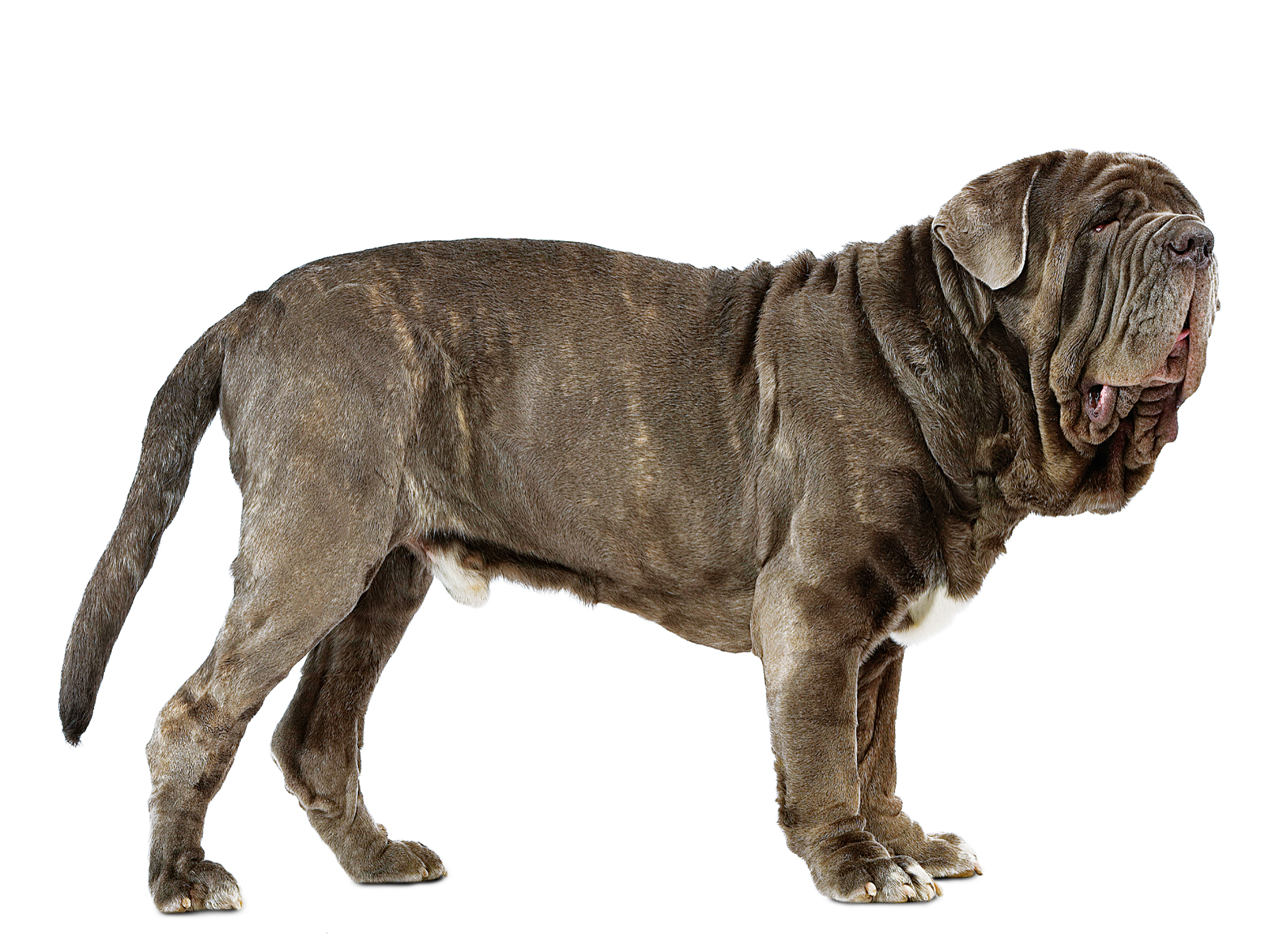 Mastino Napoletano adulto in bianco e nero