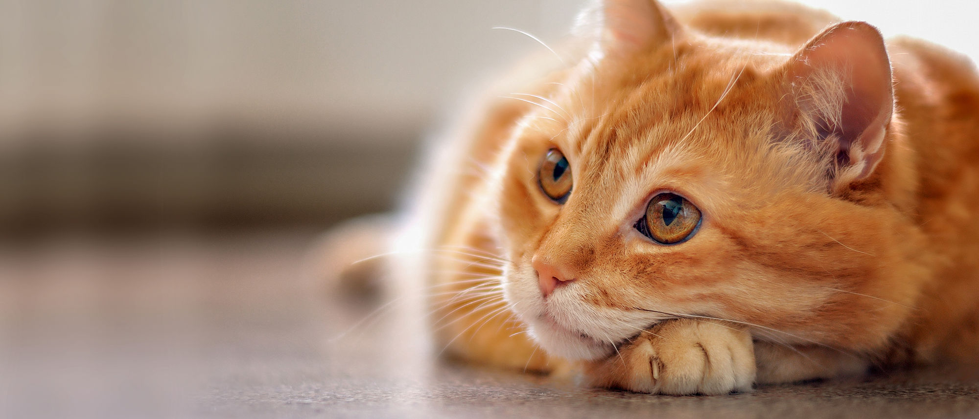Nahaufnahme orange Katze, die auf dem Boden liegt