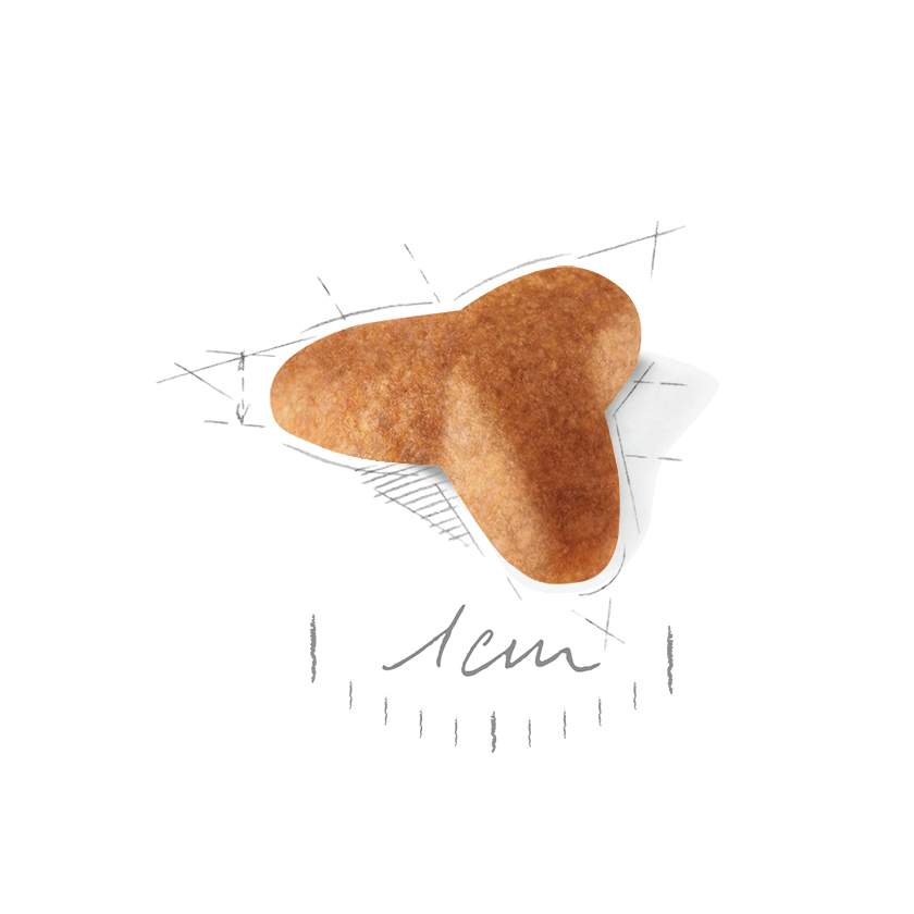 Pug Puppy Dry Dog Food Royal Canin US