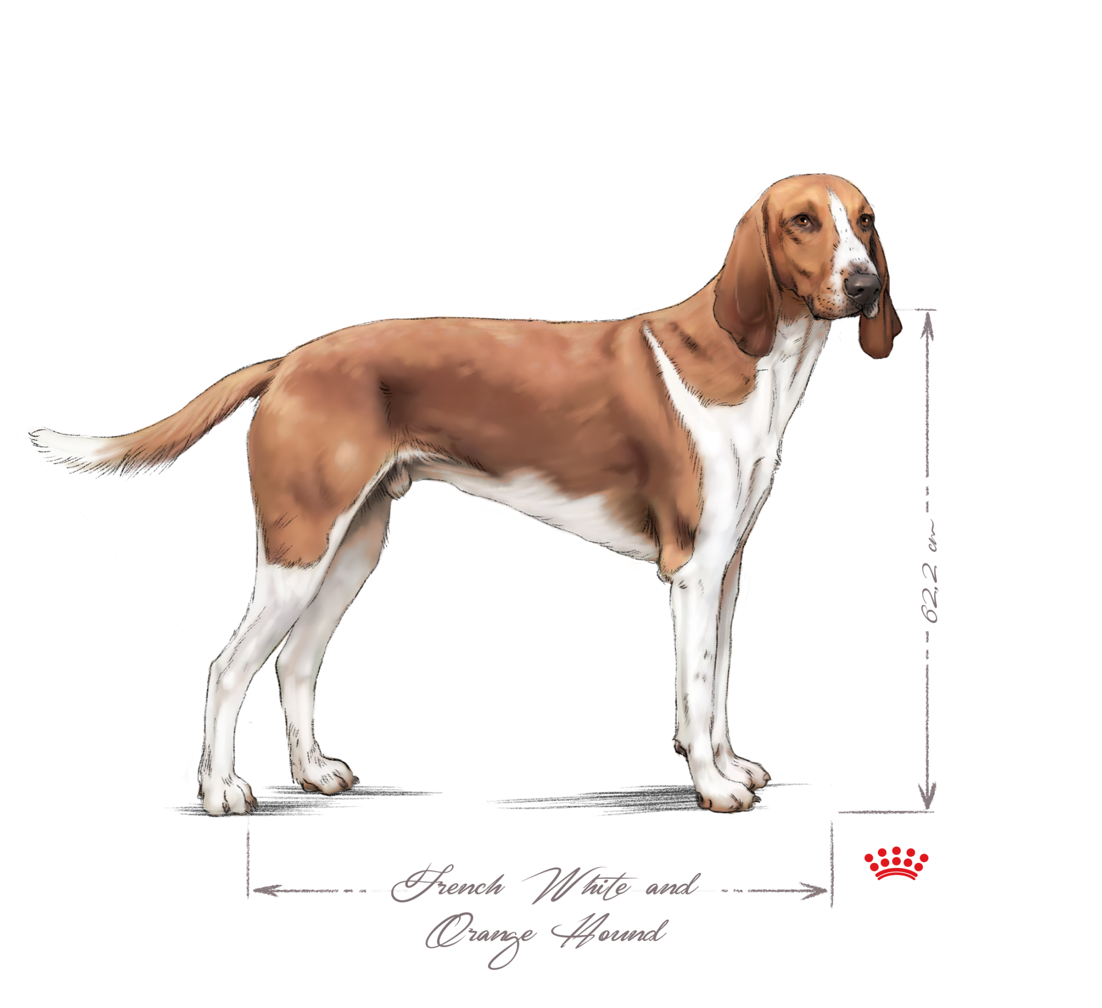 French white and orange hound adult black and white