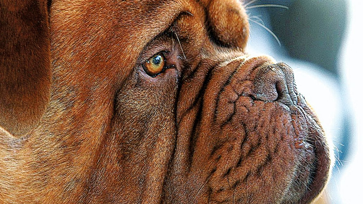 Vue latérale rapprochée d'un dogue de Bordeaux