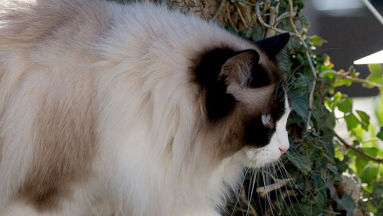 Ragdoll che passeggia davanti a un albero