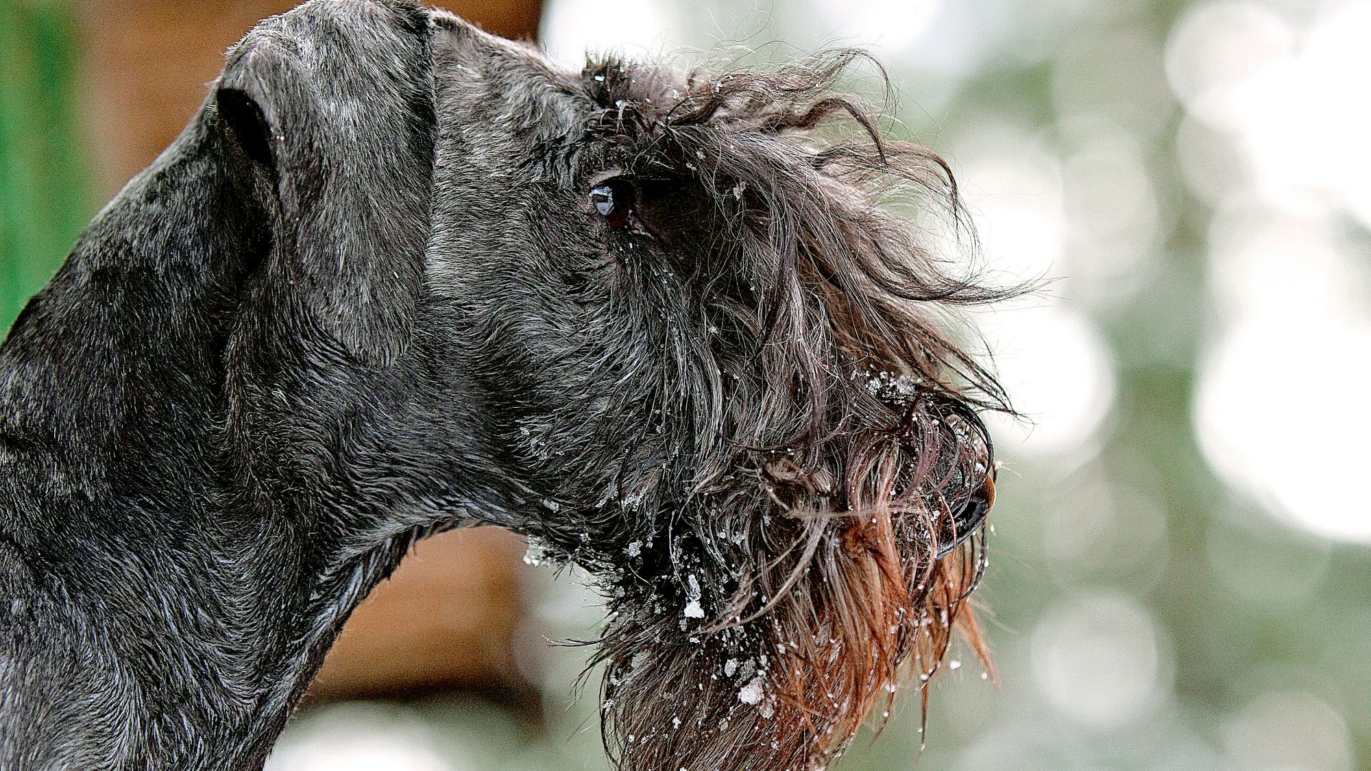 Close-up side view of Cesky Terrier