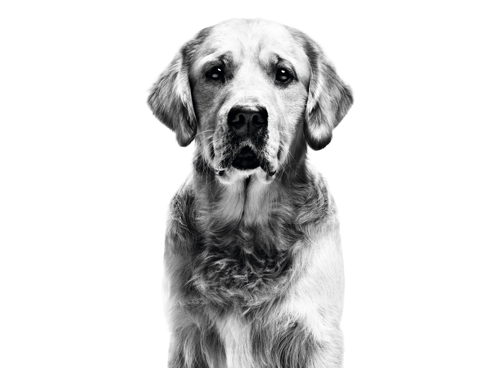 Golden Retriever sitting facing camera in black and white