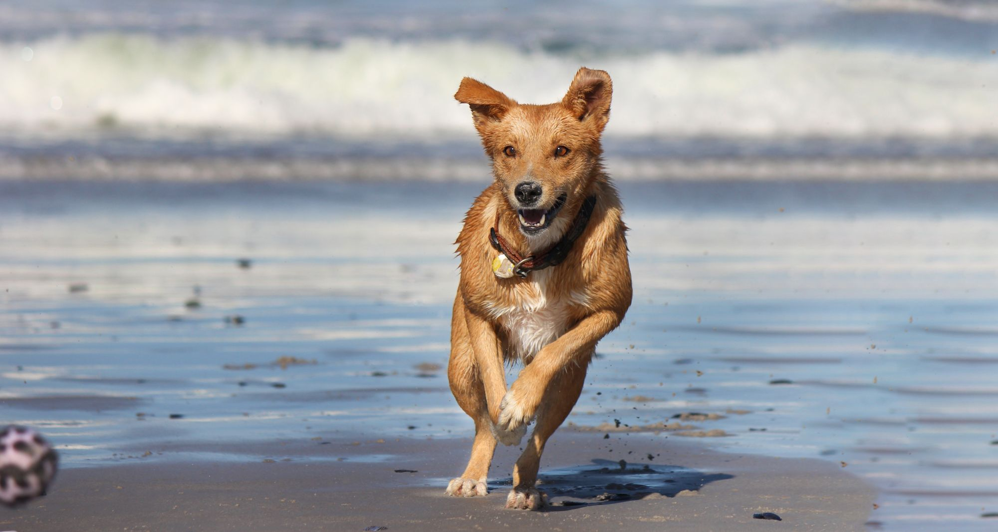 Eukanuba canada sale