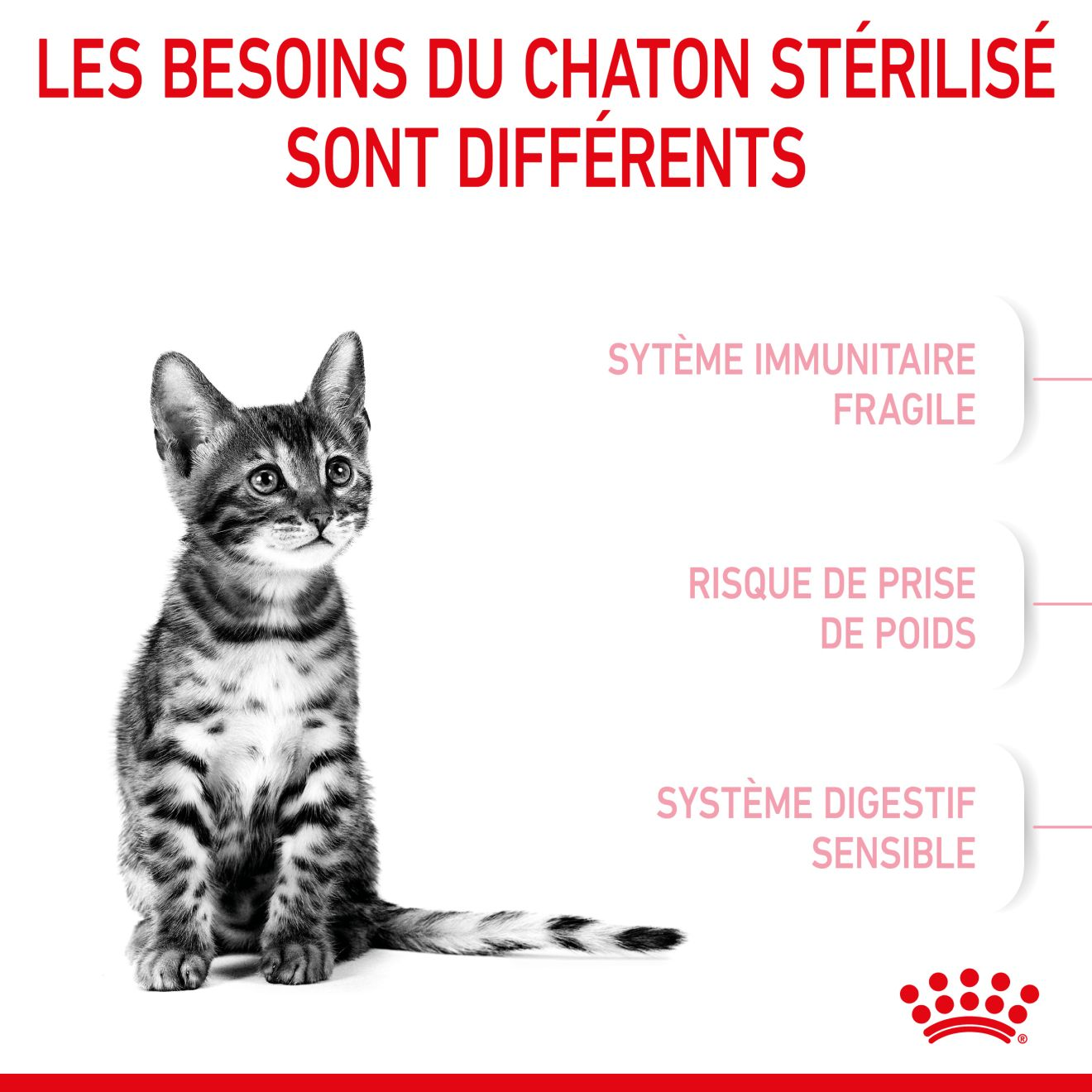 Kitten Sterilised pour chaton