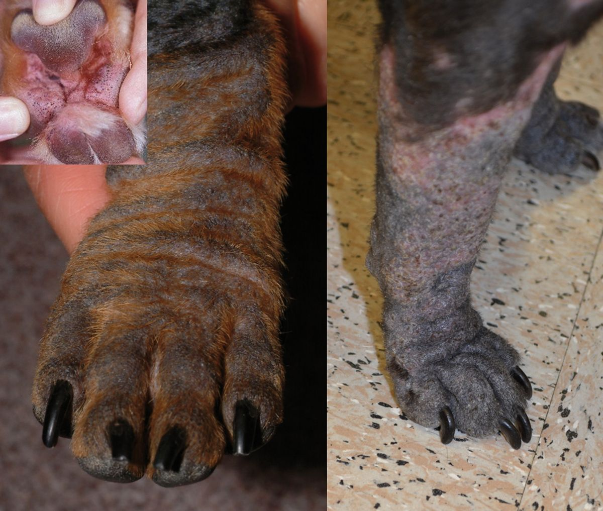 Figue 6. Many dogs with demodicosis develop comedones, with a characteristic gray discoloration. © Rosanna Marsella