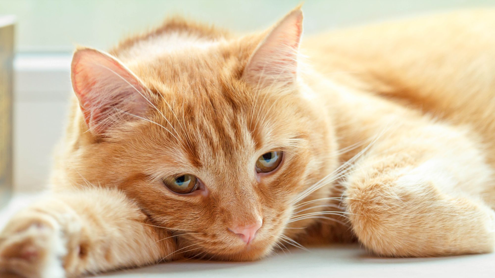 Ginger cat lying down