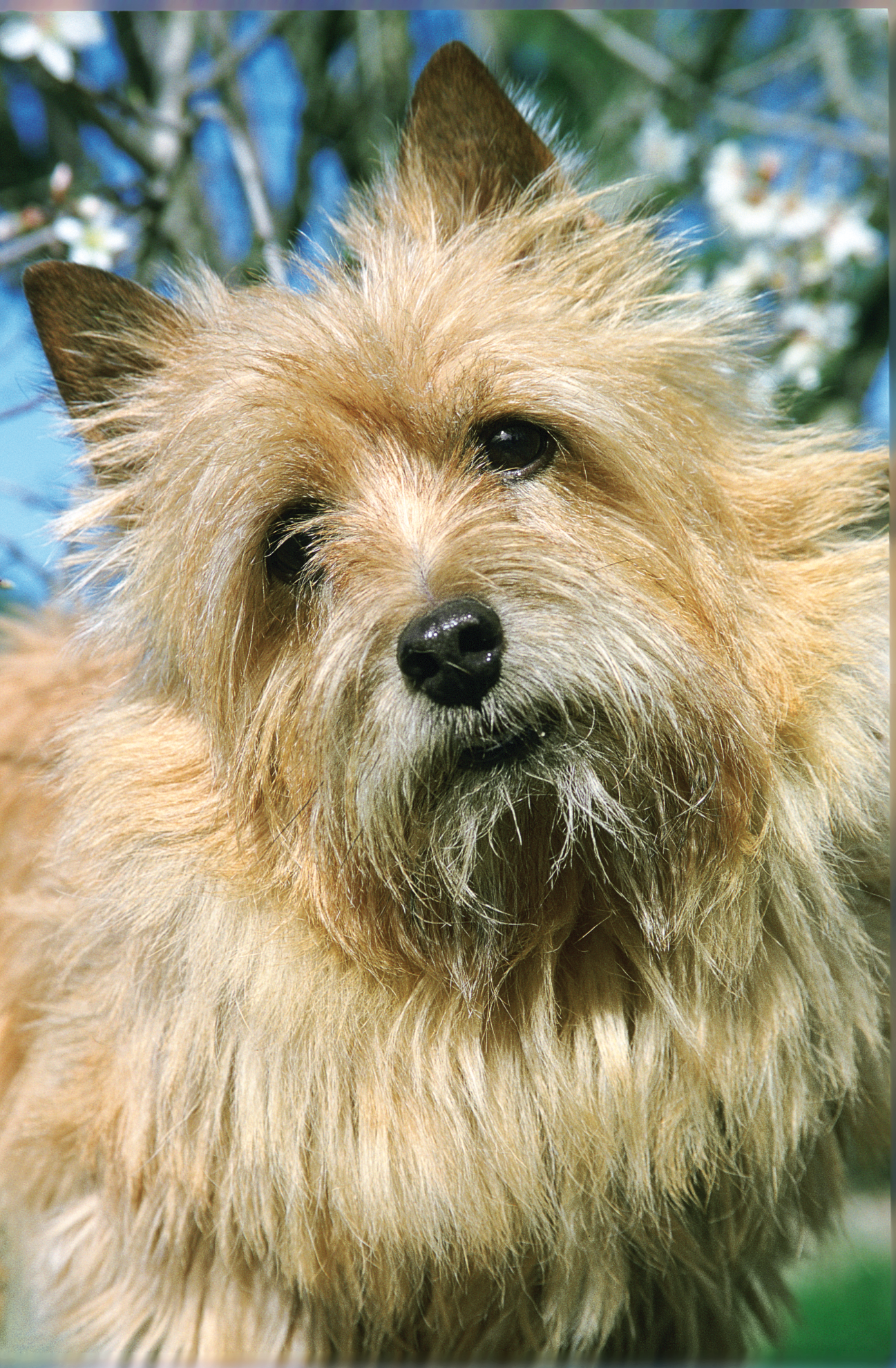 Close-up of Norwich Terrier