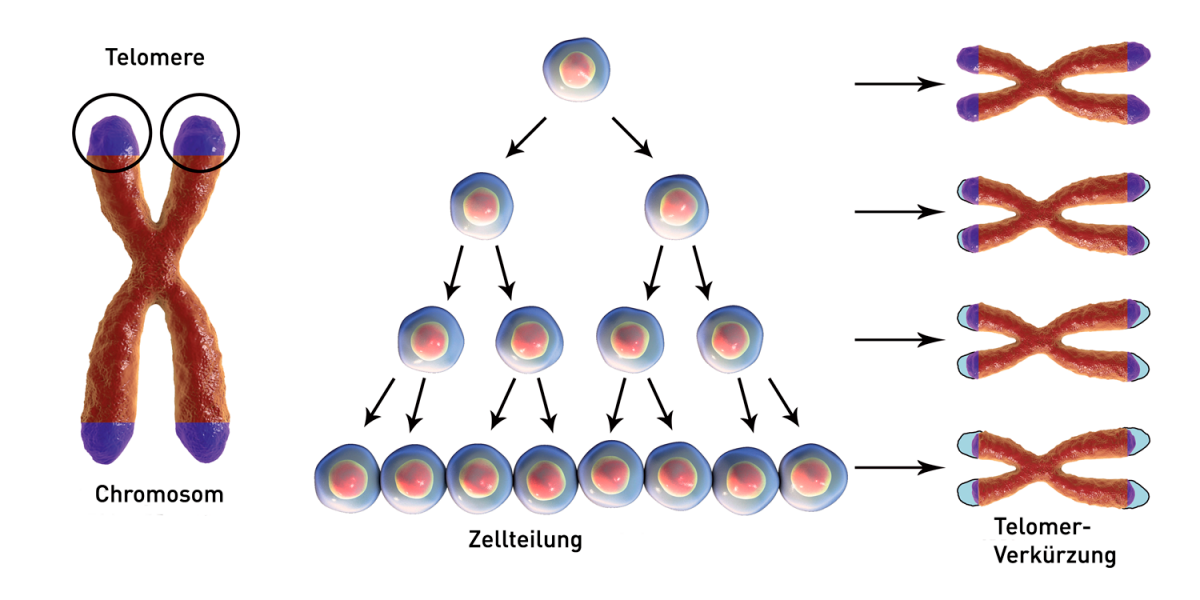Telomere (violett) schützen die Enden von Chromosomen und unterstützen die Aufrechterhaltung der genomischen Stabilität. Sie verkürzen sich aber bei jeder Replikation eines Chromosoms und erreichen eventuell eine kritische Länge, die eine zelluläre Seneszenz und/oder Apoptose triggert