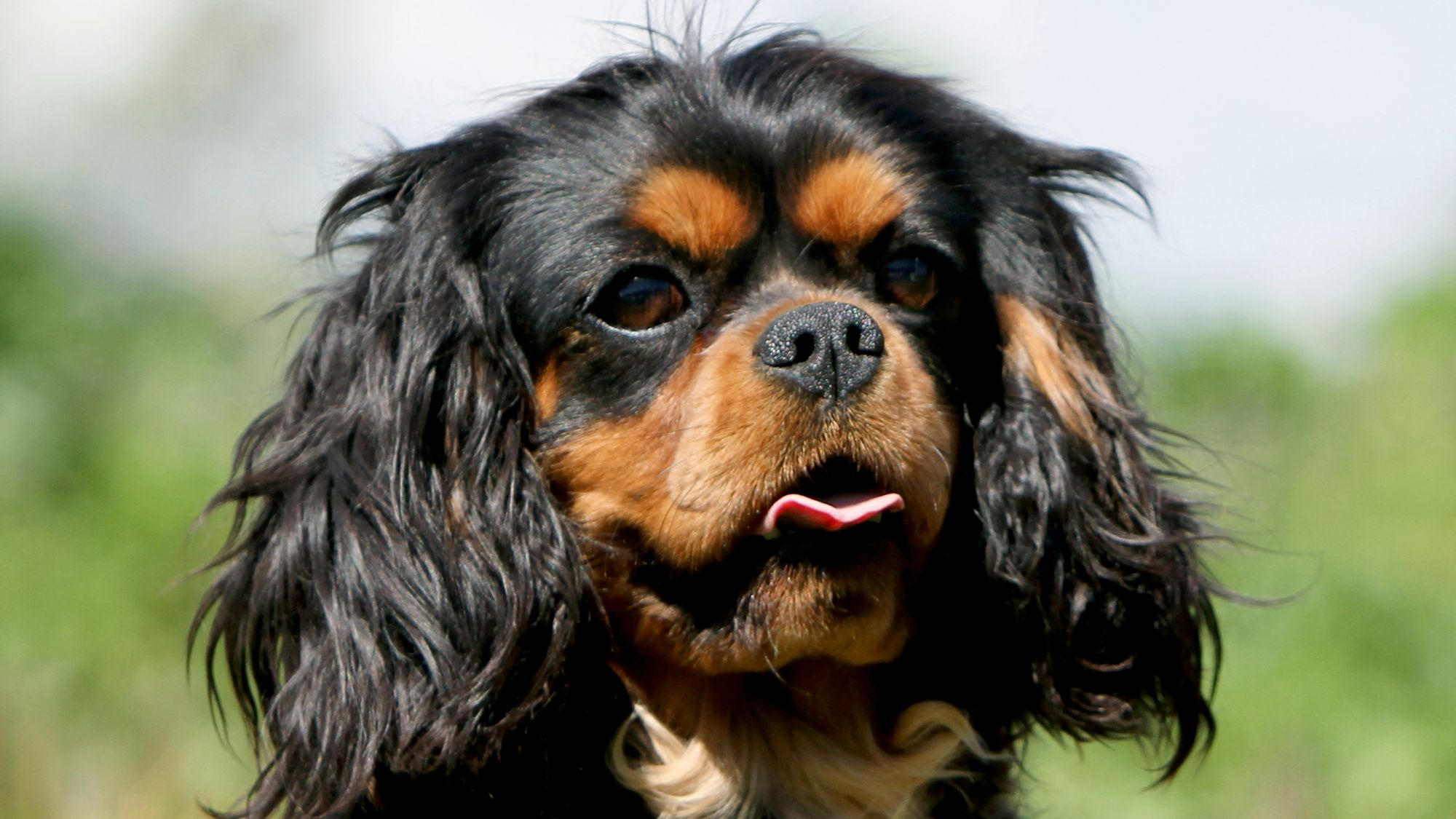 Dili dışarıda Cavalier King Charles Spaniel'ın yakın çekimi