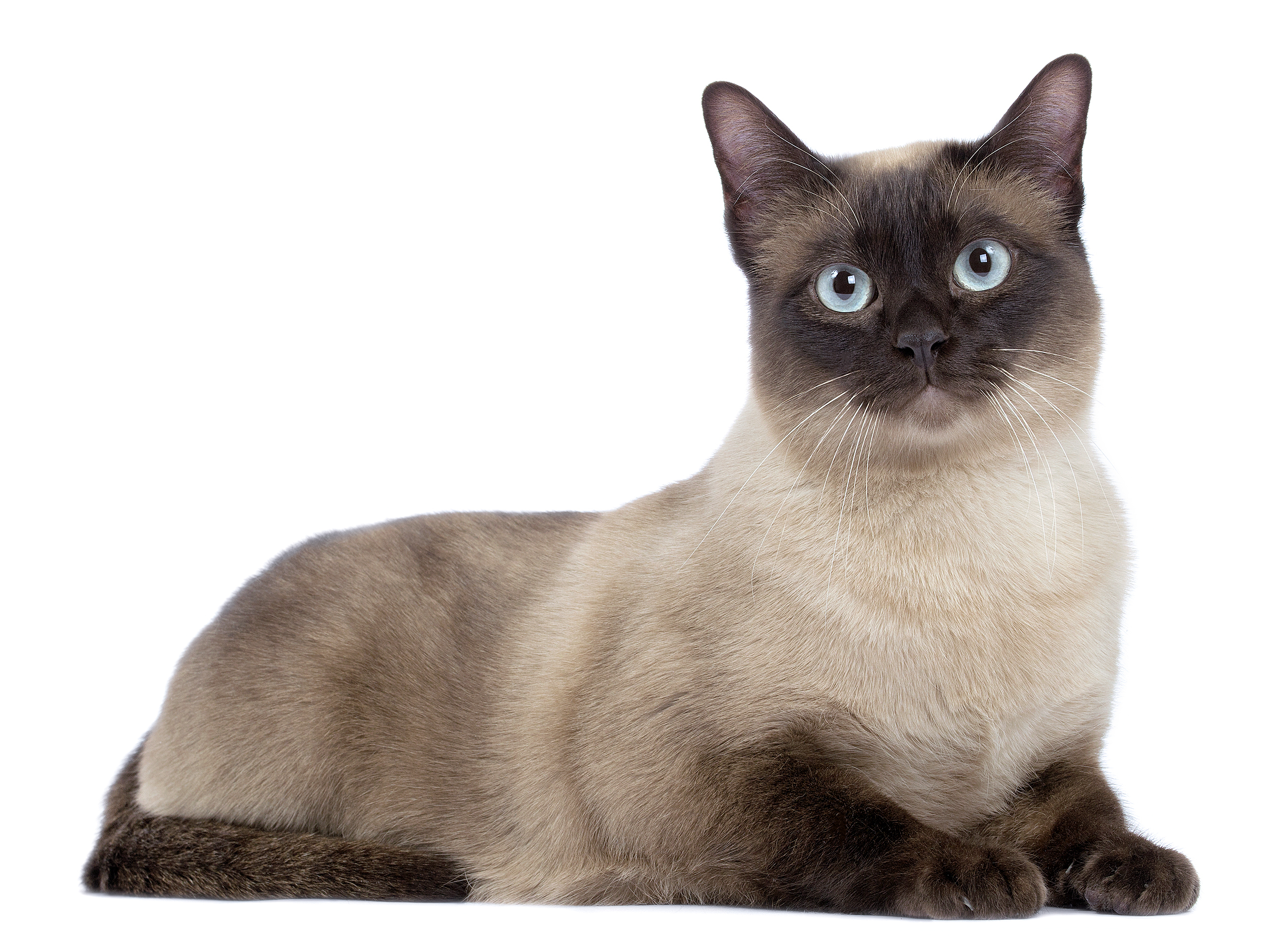 Tonkinese adult black and white