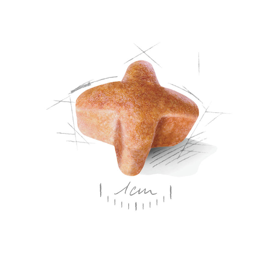 German Shepherd Adult 5+ Dry Dog Food Royal Canin US