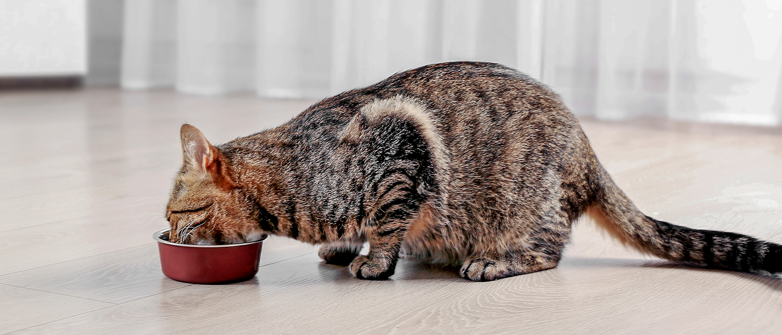 Adult cat sitting down indoors on a wooden floor eating from a red bowl.