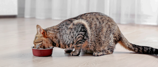 Adult cat sitting down indoors on a wooden floor eating from a red bowl.