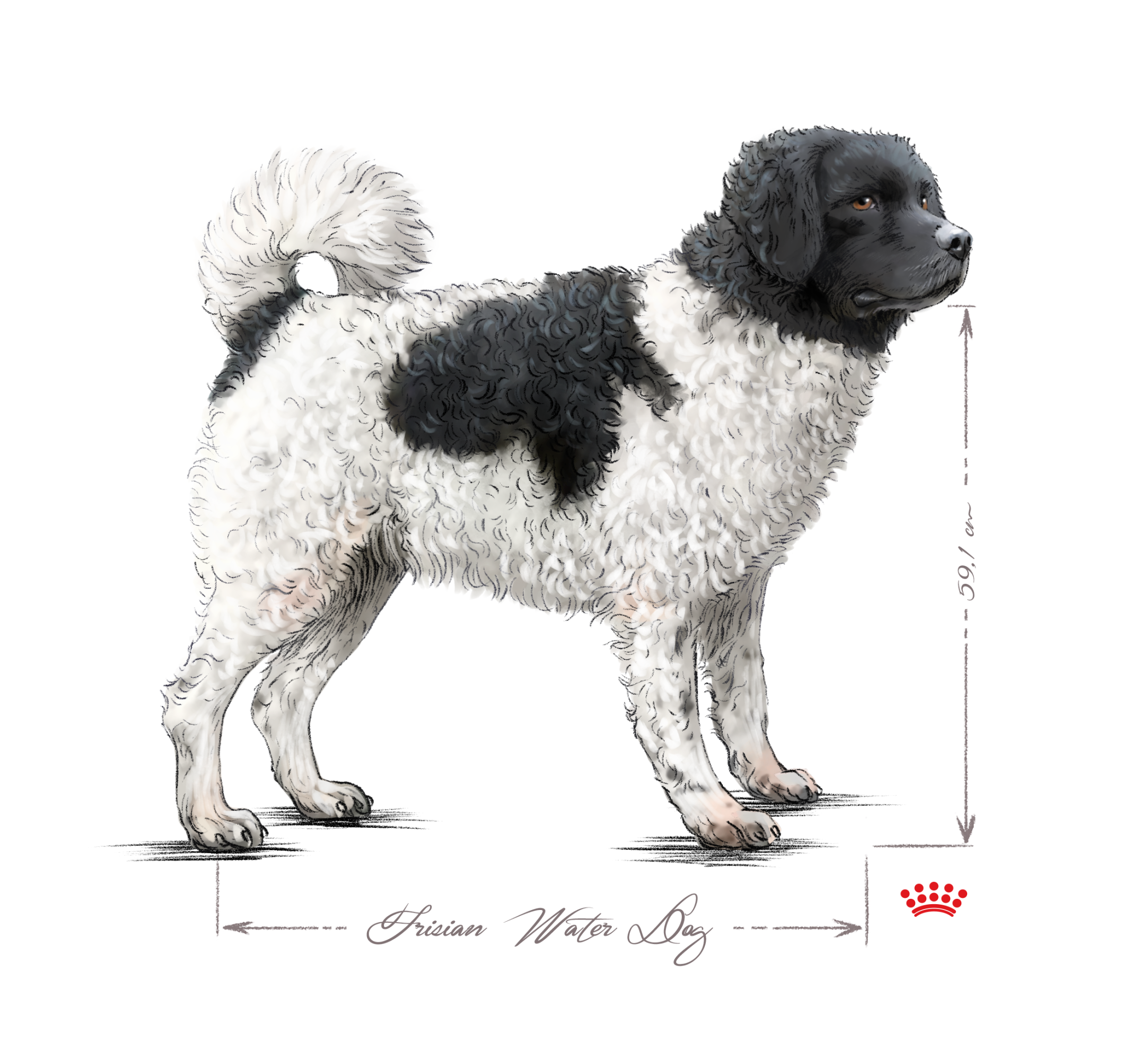 Frisian water dog adult black and white