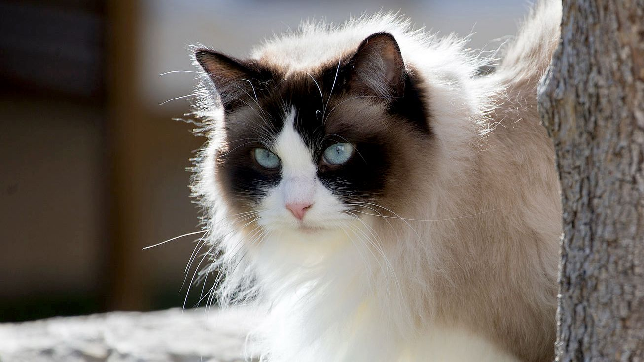 Gato ragdoll asomándose desde detrás de un árbol