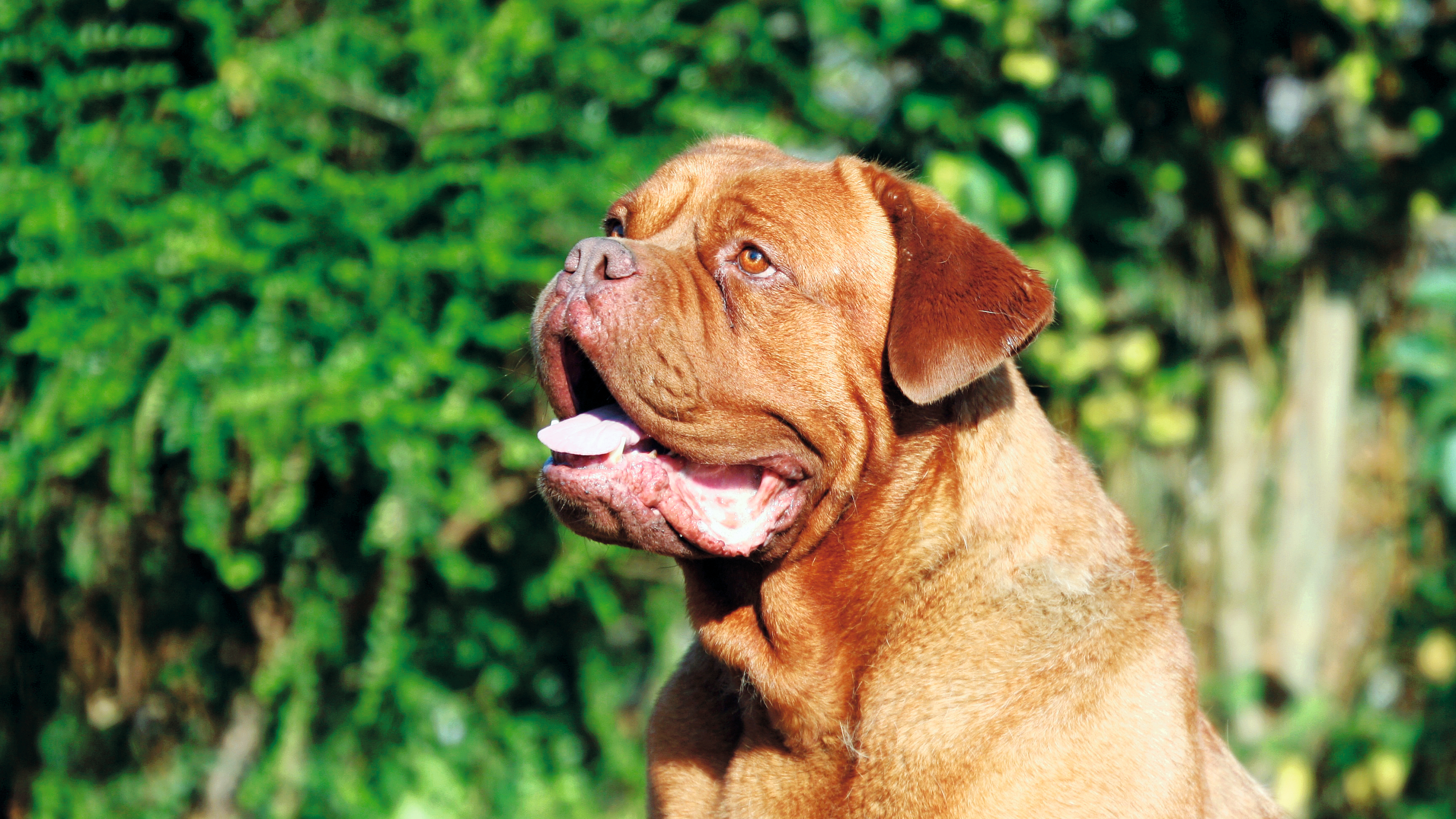 Dogue de Bordeaux assis, regardant vers la gauche avec la langue sortie