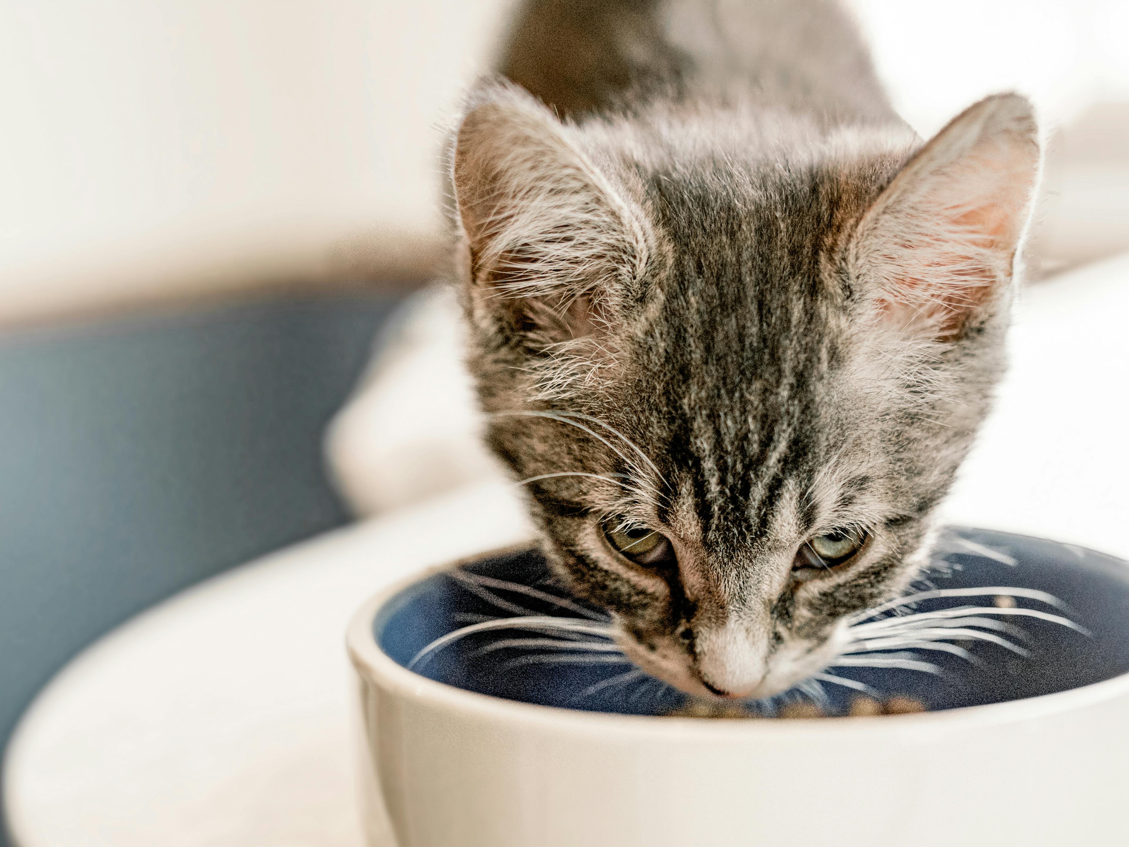 Grey kitten eating from a ceramic food bowl