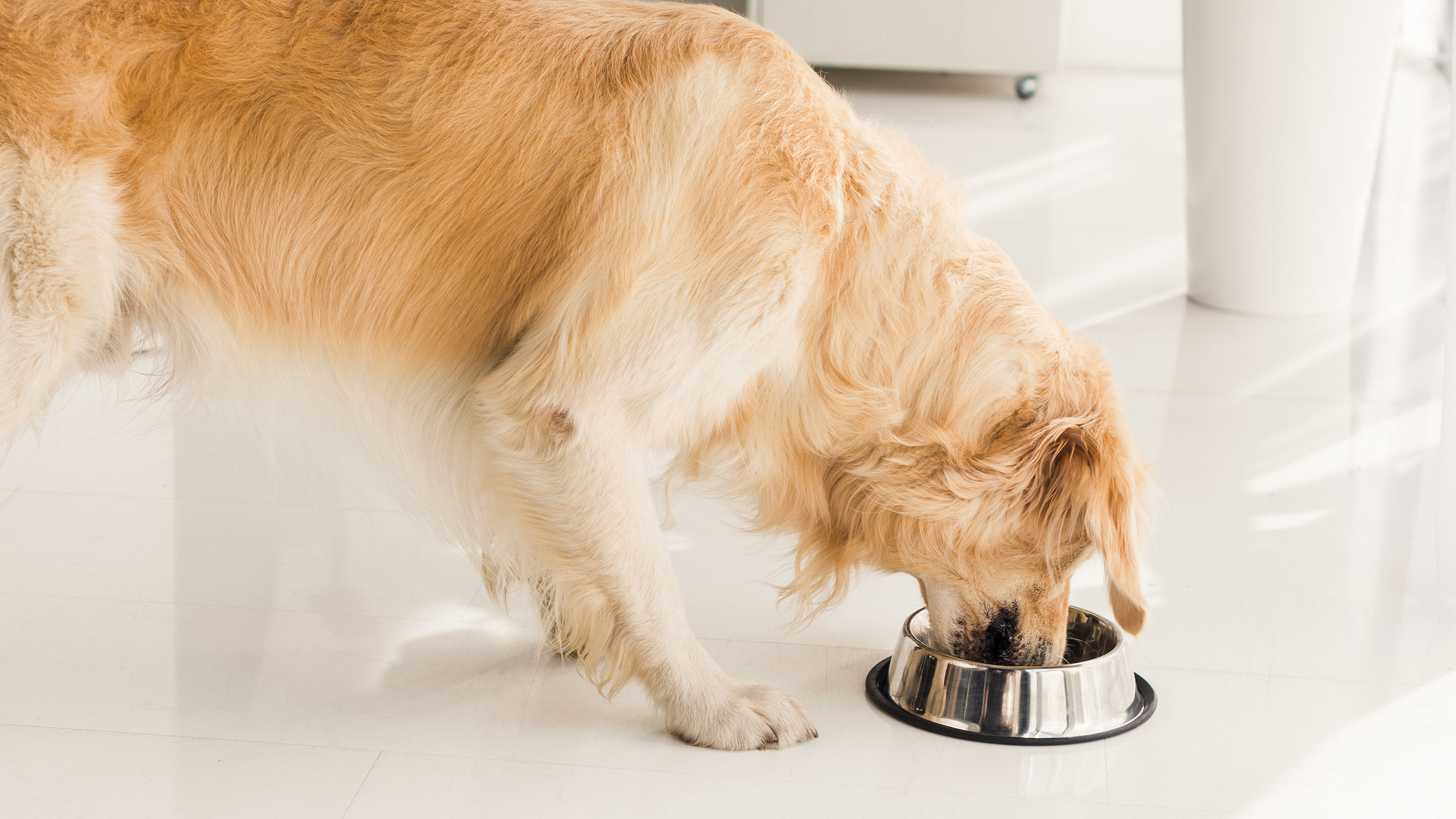 Golden Retriever adult eating from a silver bowl in a white kitchen.
