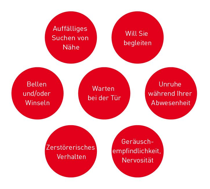 Typical signs of separation anxiety in dogs illustration