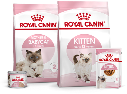 Kissanpennun koulutus & opettaminen | Royal Canin FI | ...