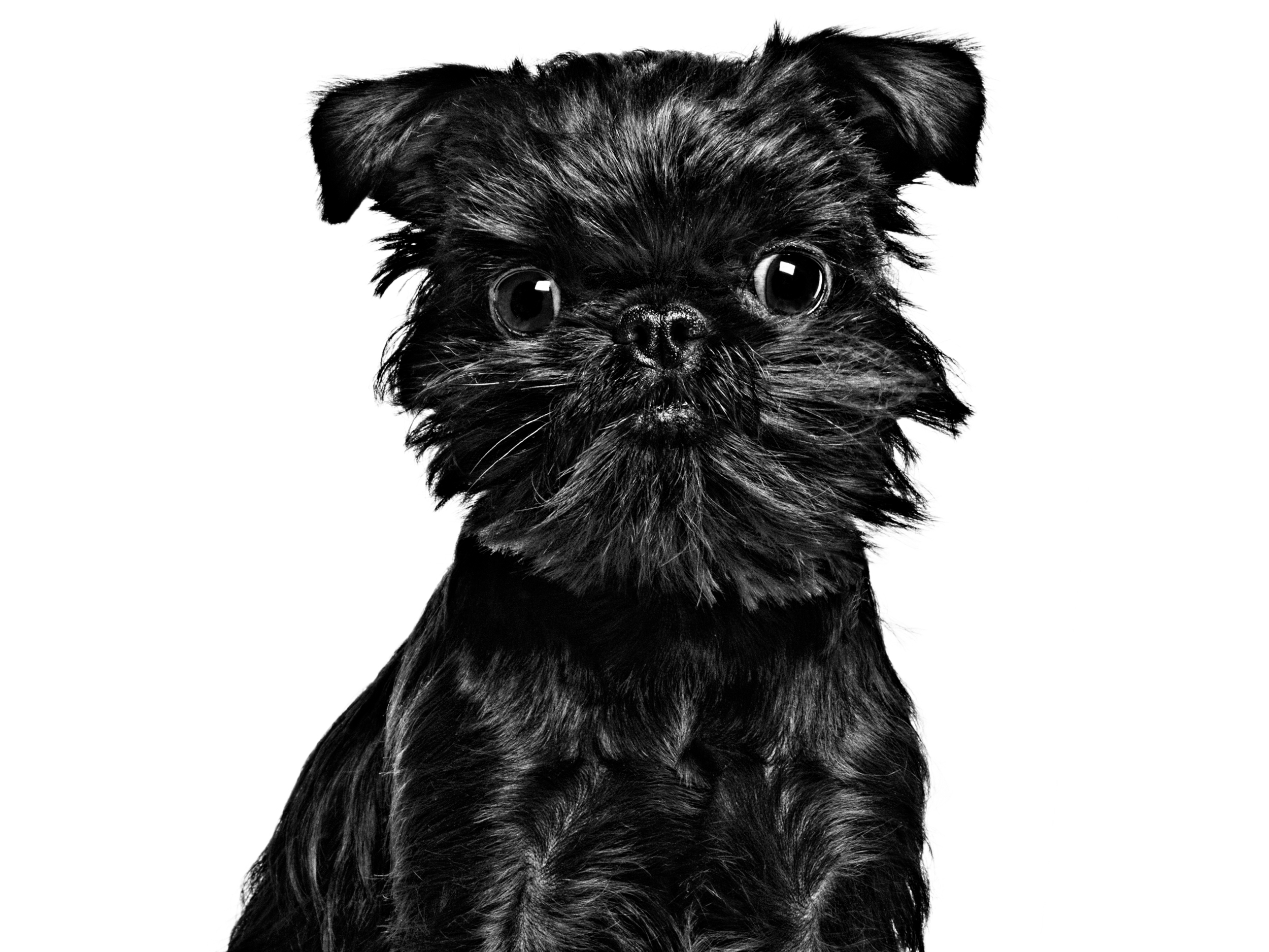 Belge clearance brussels griffon