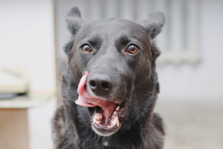 Ein schwarzer Hund, von vorn fotografiert, leckt sich die Schnauze.