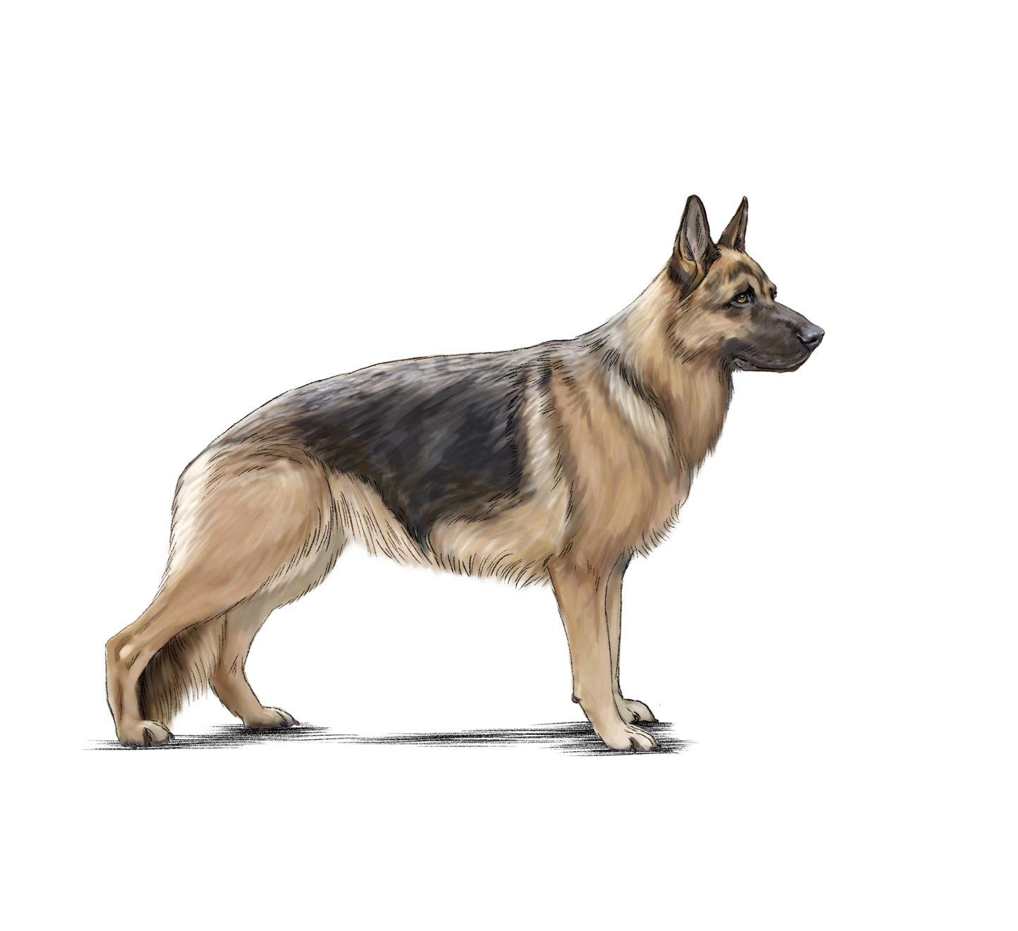 Illustration of black and brown German Shepherd from the side