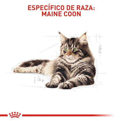 MAINE COON ADULT COLOMBIA 4