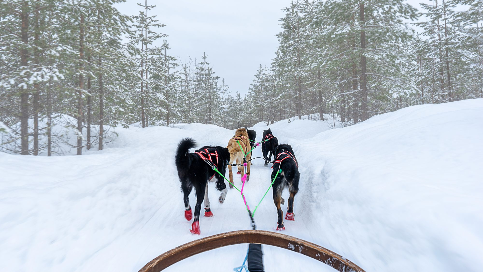 犬ぞりをはじめよう Eukanuba