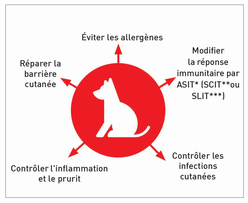 Gestion du traitement multimodal de la dermatite atopique canine.