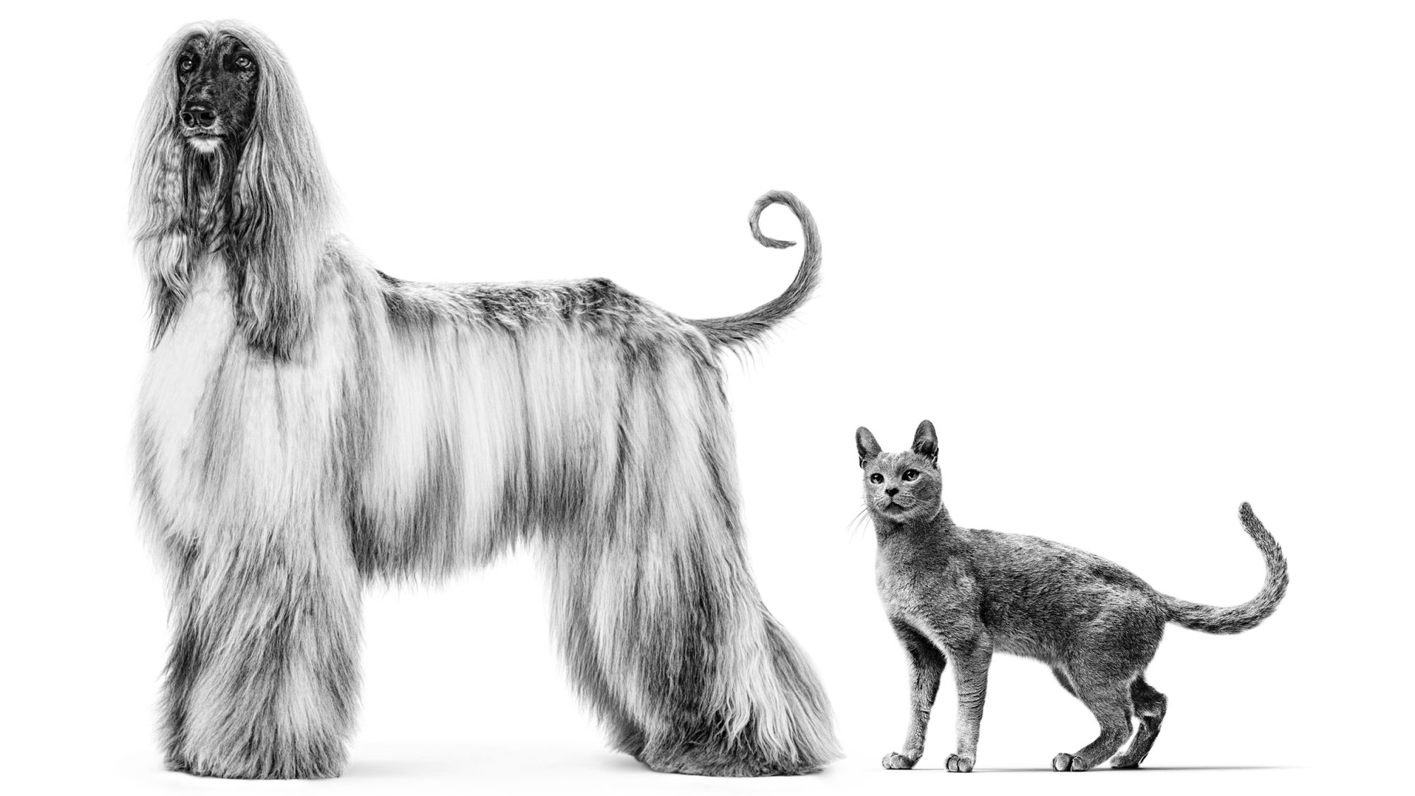 Afghan Hound and Russian Blue cat in black and white