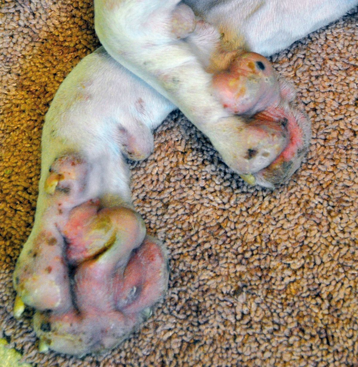 Figura 3. Perro con pénfigo foliáceo. Como las pústulas son frágiles y se rompen, en su lugar se pueden observar costras (restos de pústulas secas). © Rosanna Marsella