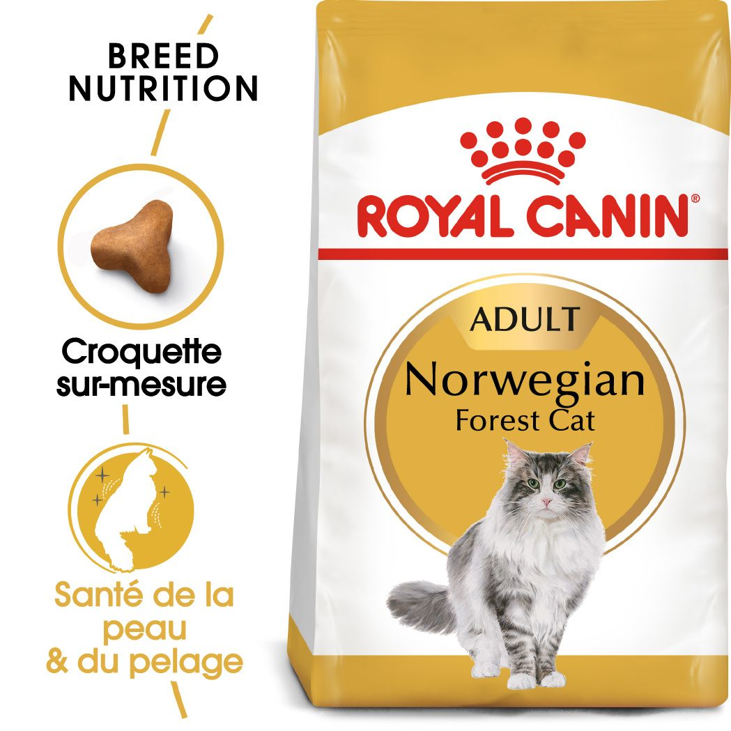 Norwegian Forest Cat Adult