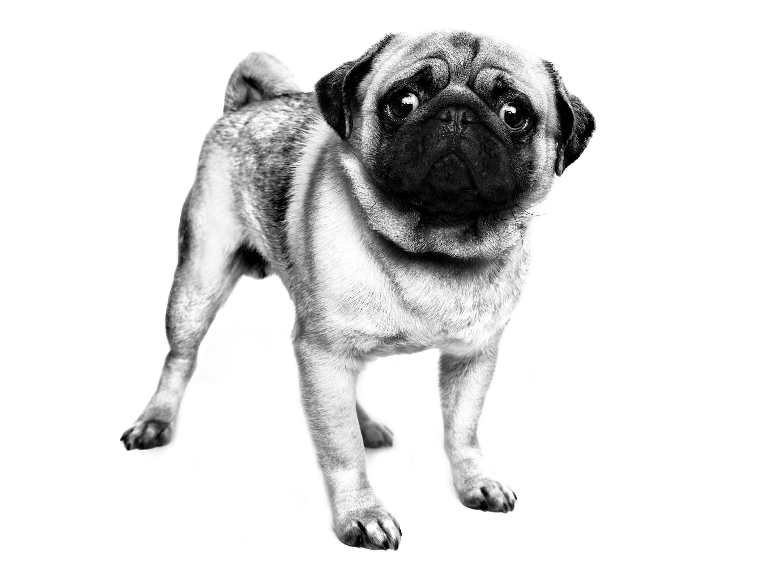 Droll Pug White And Black