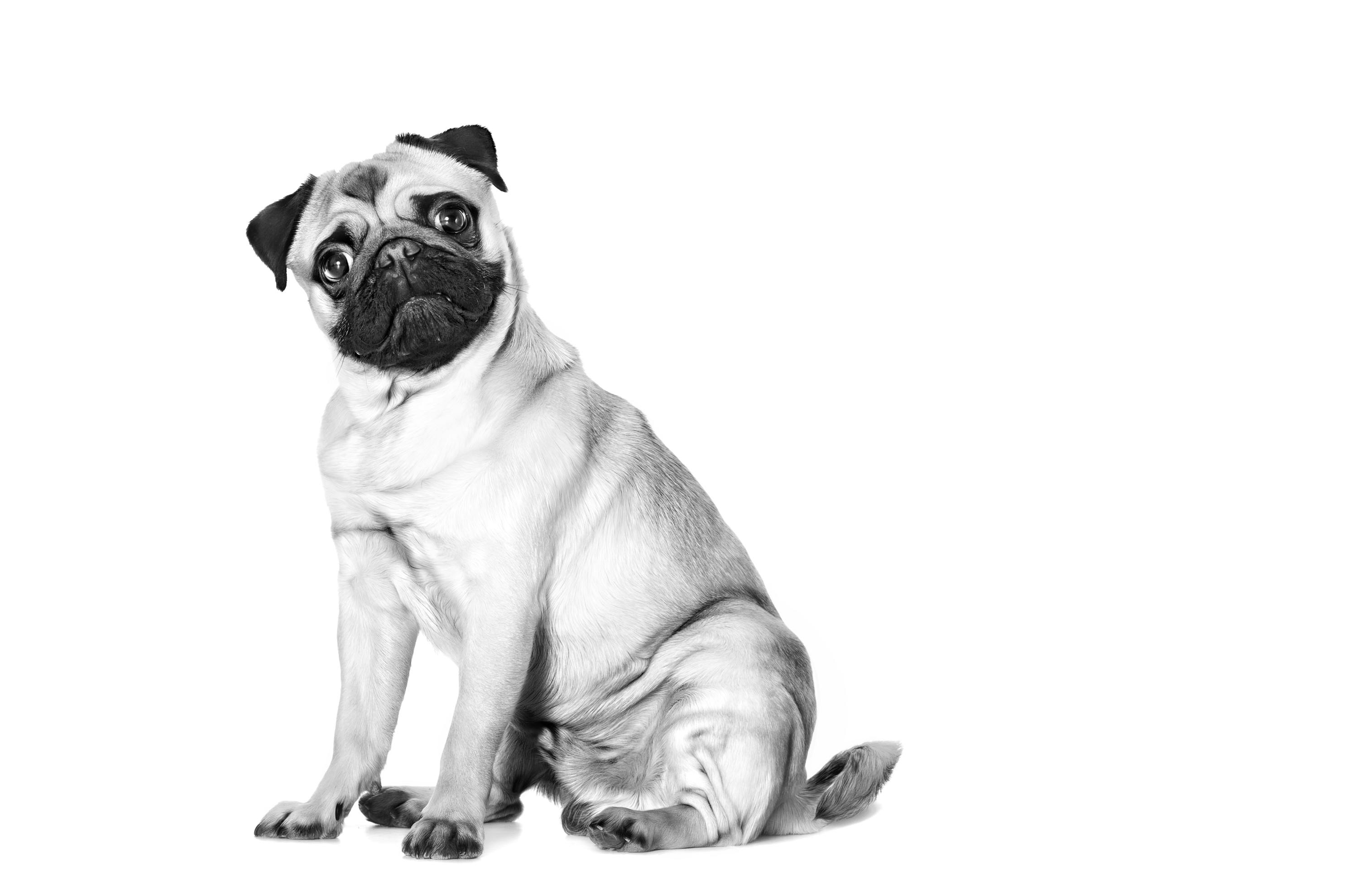 Pug best sale temperament docile