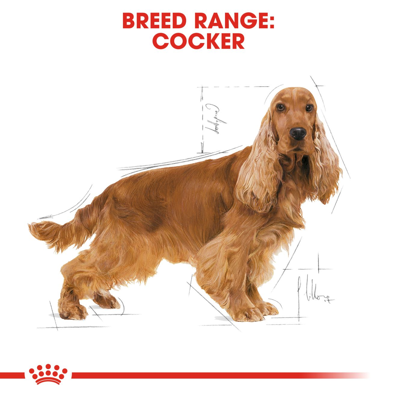 Cocker Adult Royal Canin IN