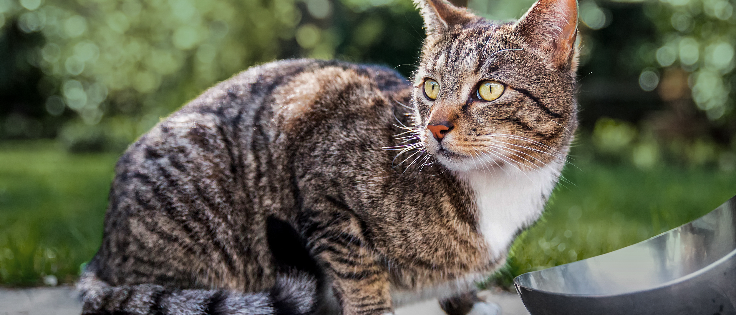 Adult cat sitting down outside in a garden next to a silver bowl.