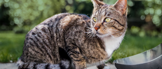 Adult cat sitting down outside in a garden next to a silver bowl.