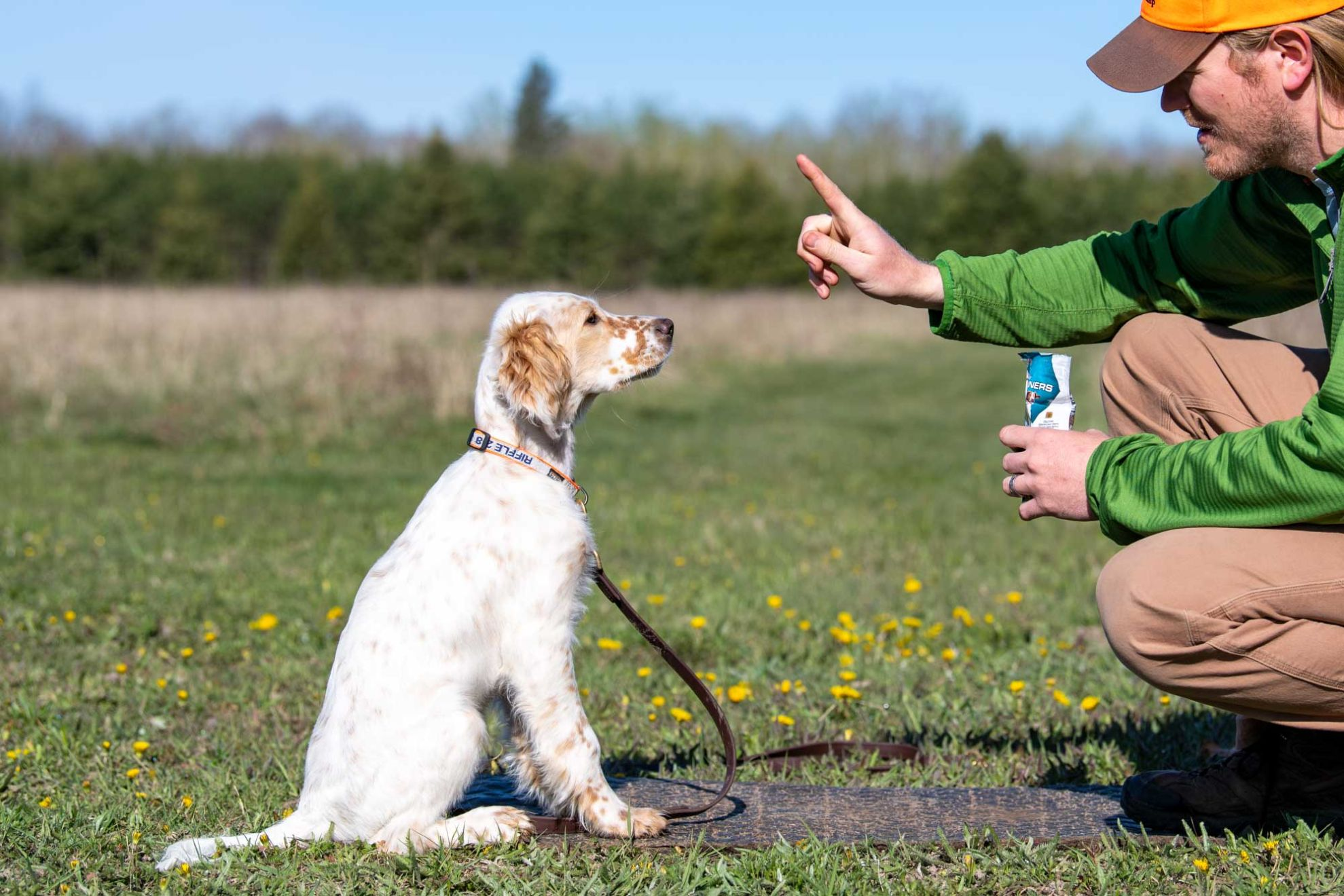 The Importance of Mental Stimulation for Sporting Breed