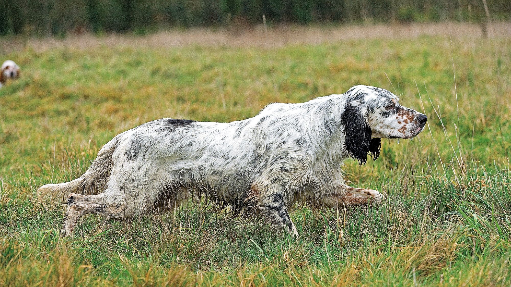 English Setter running through grassy field