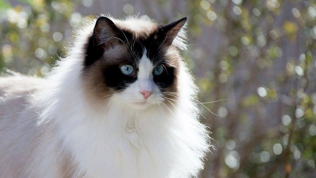 Ragdoll de pie junto a una pared mirando en la distancia