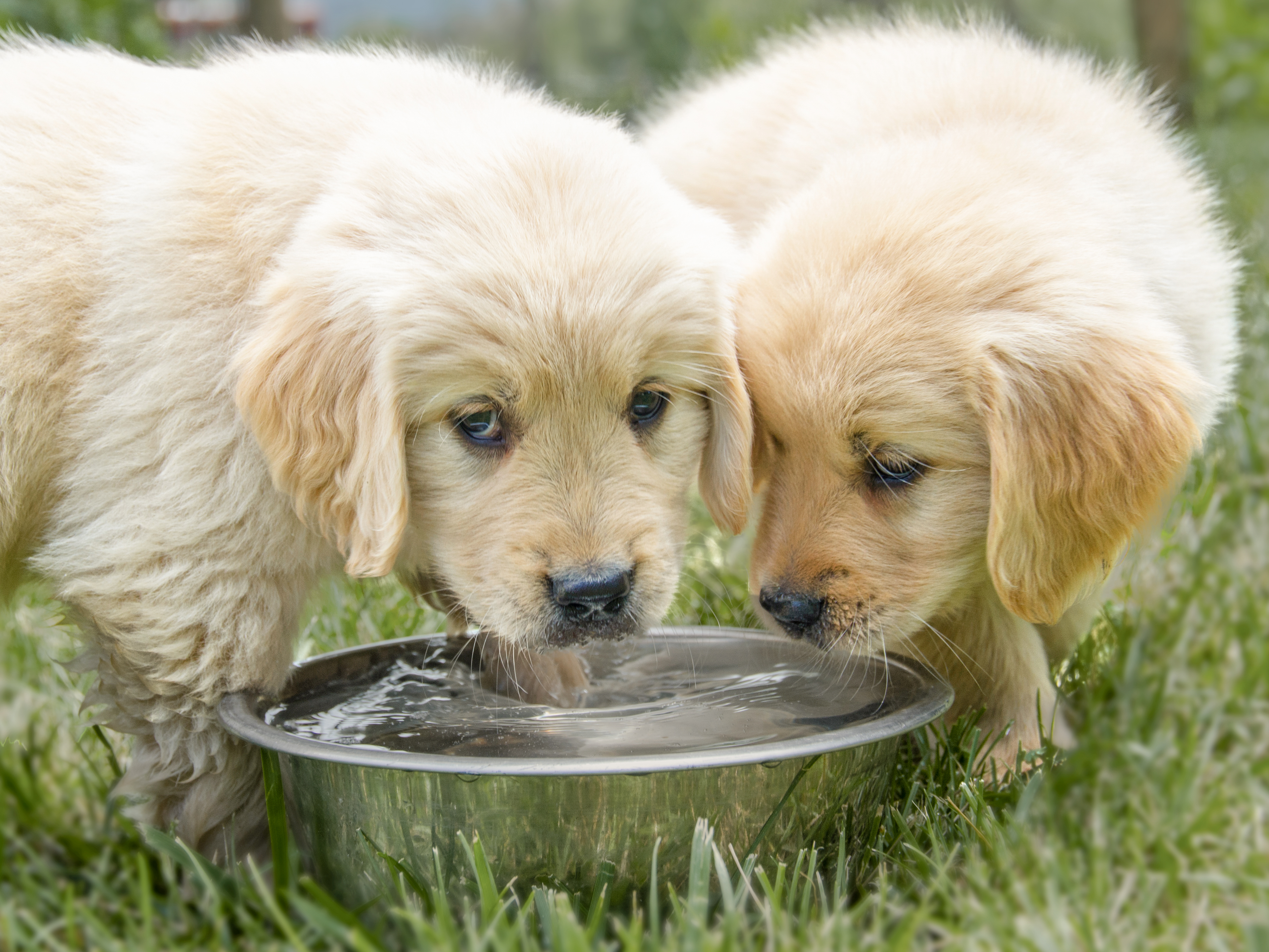 Two Golden Retriever puppies standing together outdoors drinking from a stainless steel bowl