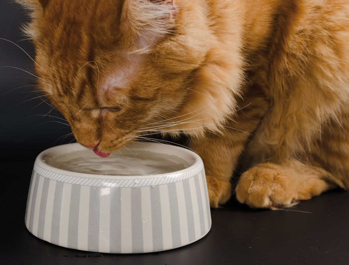 Badanie wykazało, że koty wolą pić z misek o mniejszej średnicy.