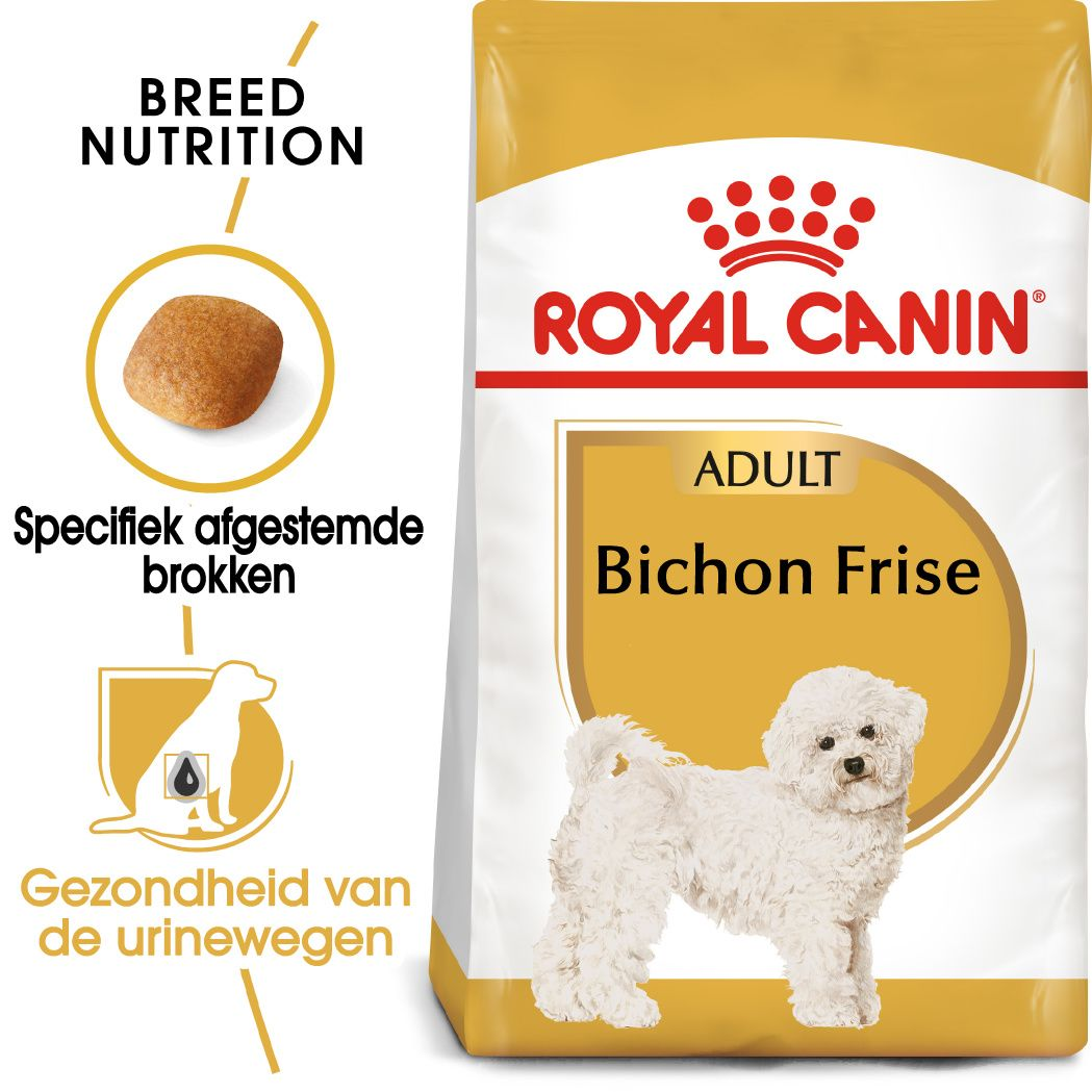 Bichon Frise Adult