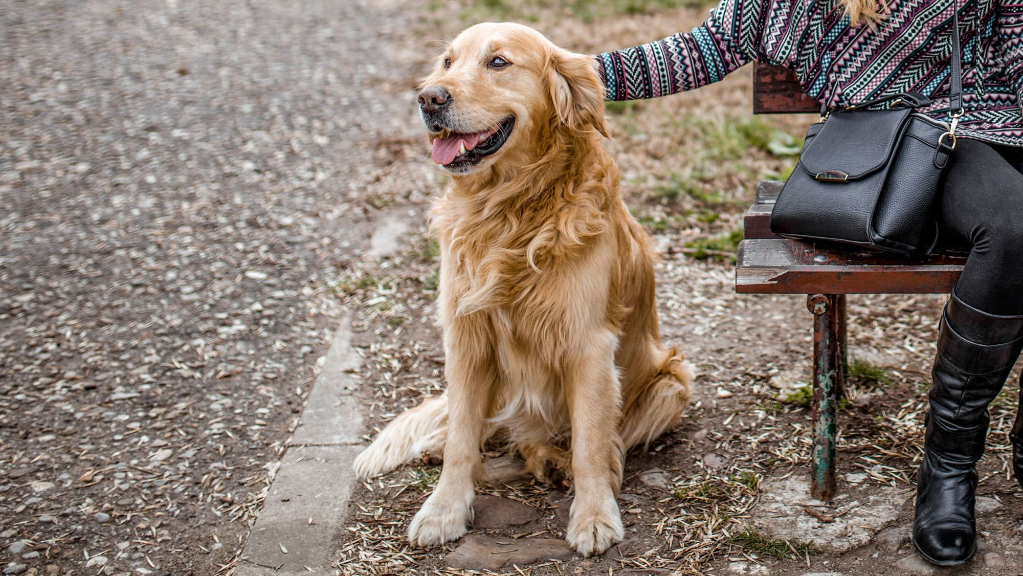 Golden Retriever sitting next to a bench being stroked by its owner